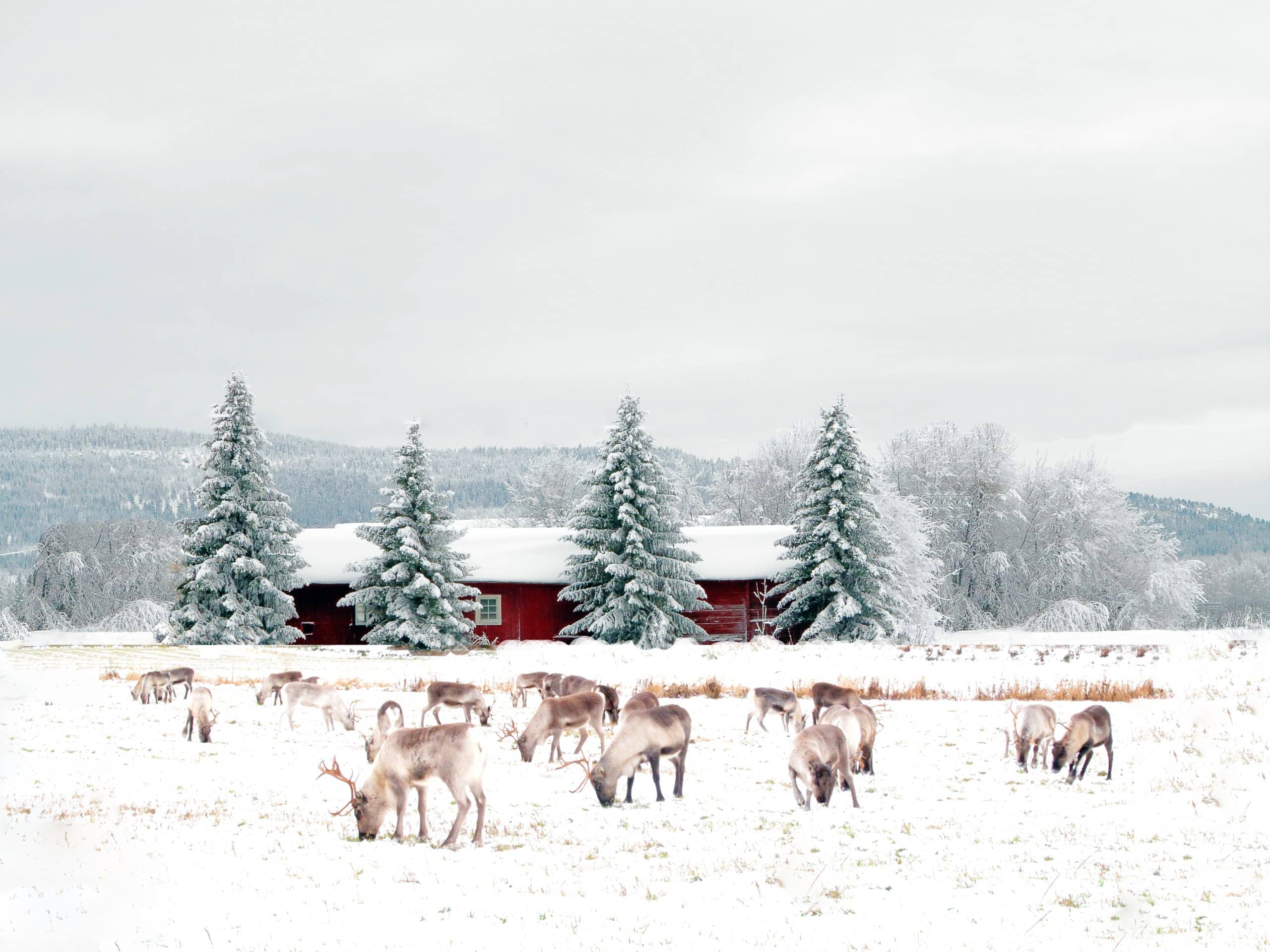 Snow, spruces and Reindeer in the wintry landscape
