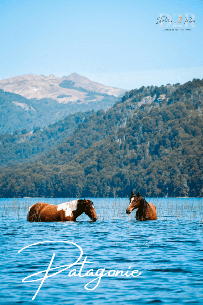 Chevaux dans un lac de la Patagonie, au pied des glaciers