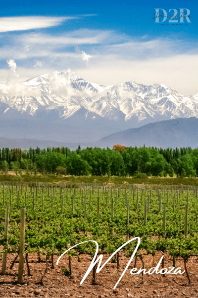 Vignoble argentin au pied des montagnes