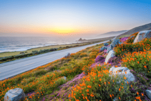 Fleurs sauvages et côte californienne à Big Sur au coucher du soleil.