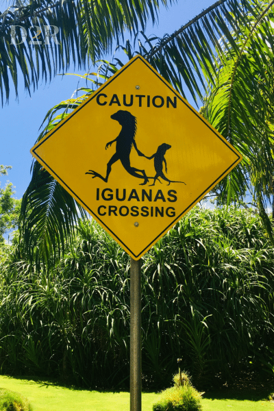 photo d'un panneau qui prévient de la présence d'iguanes