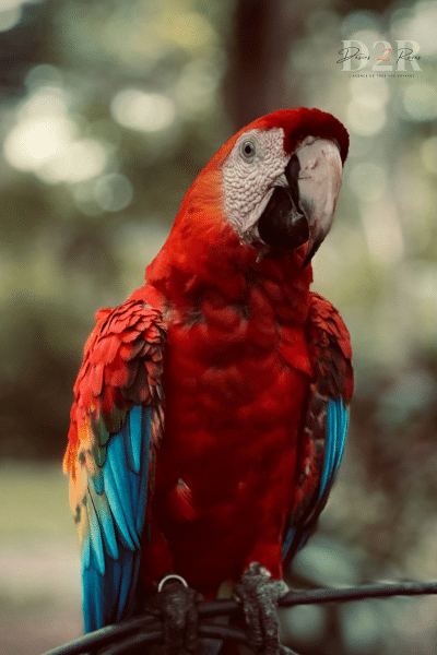 image d'un oiseau tropical rouge, bleu et jaune