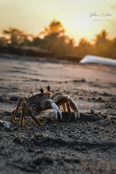 Plage avec un crabe Costal Del Sol