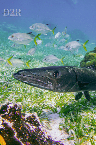 Photo de poissons prise pendant une session de plongée sous-marine