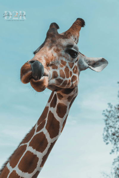 Tête d'une girafe qui sort ça langue