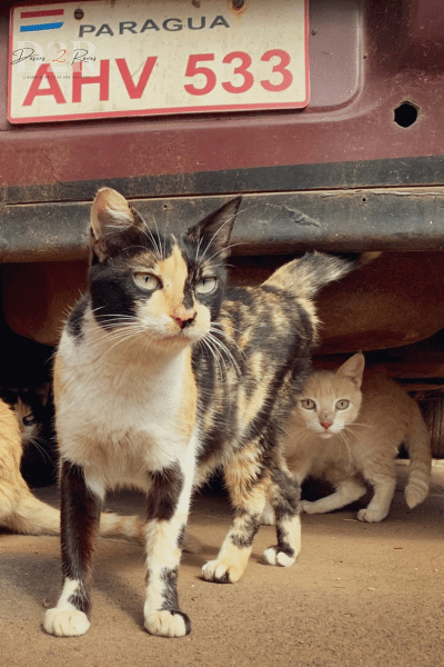 photos de deux chats sous une voiture