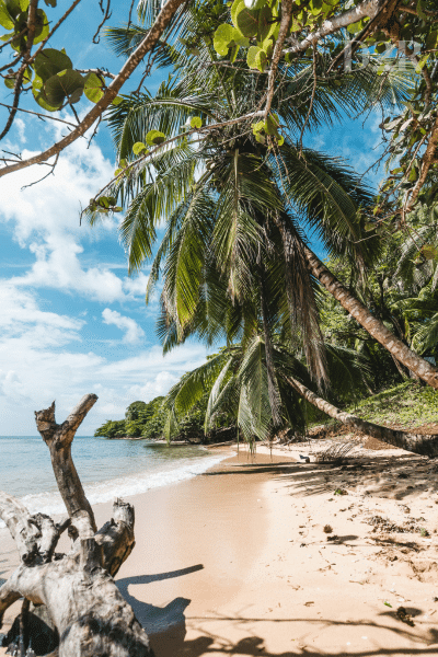 Plage caché avec des palmiers et des rochers