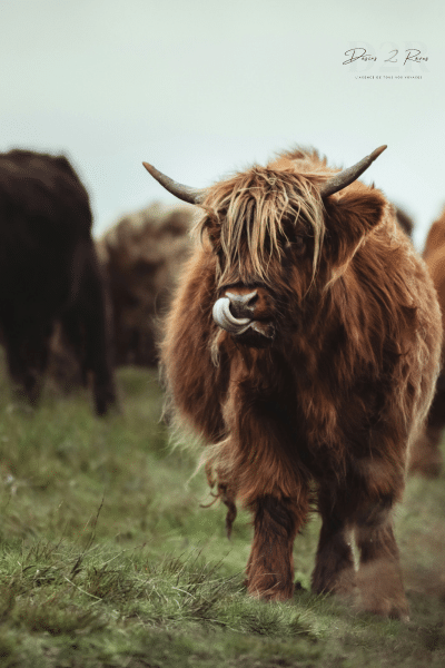 vache de race highland