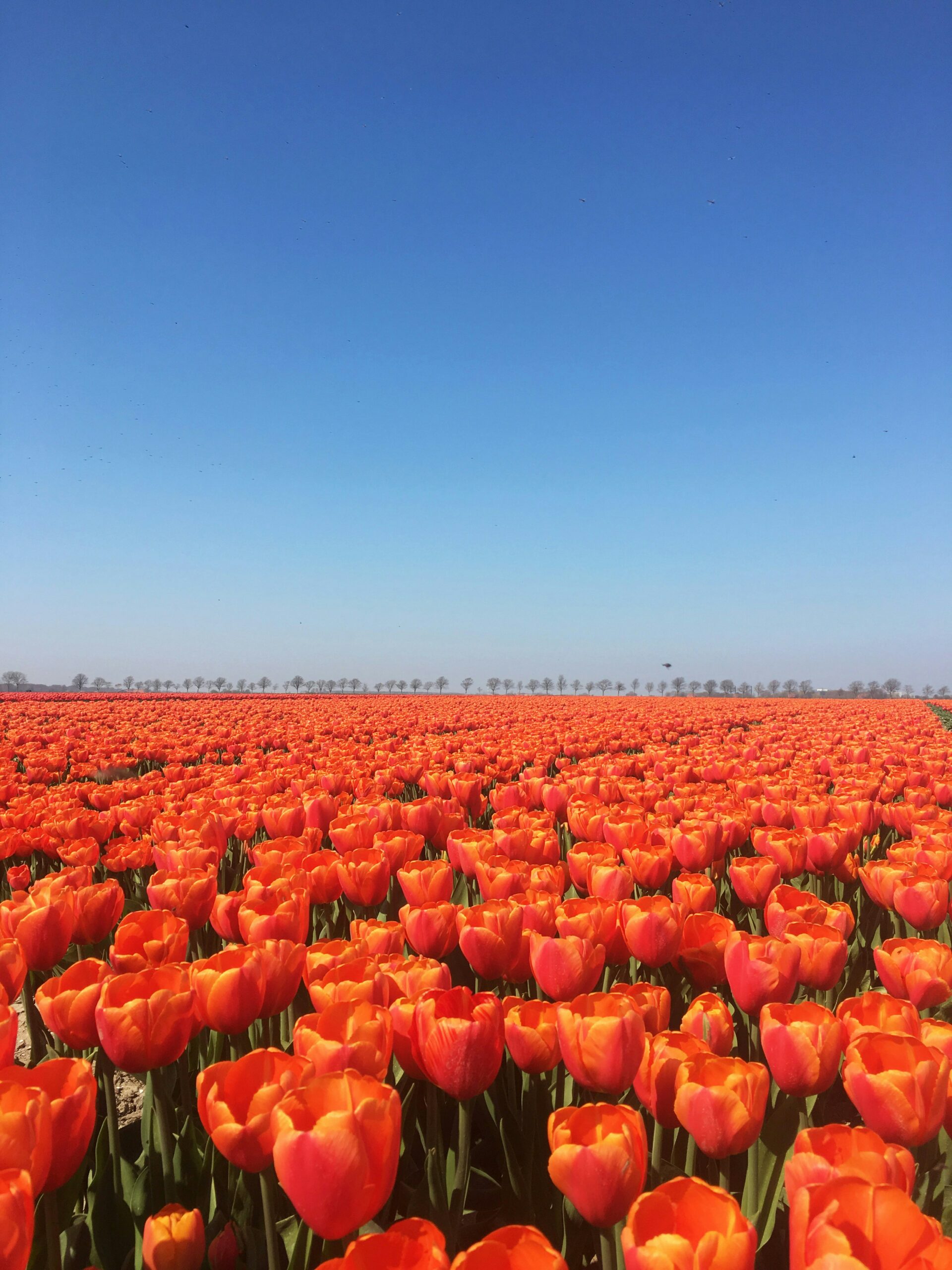 Le mode vie hollandais